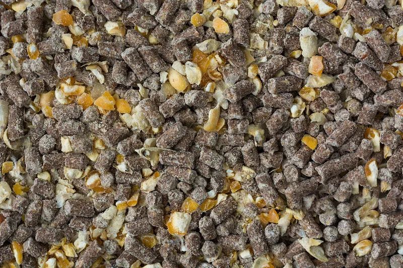 黃羽雞行情回暖，有望提振飼料需求？(圖3)
